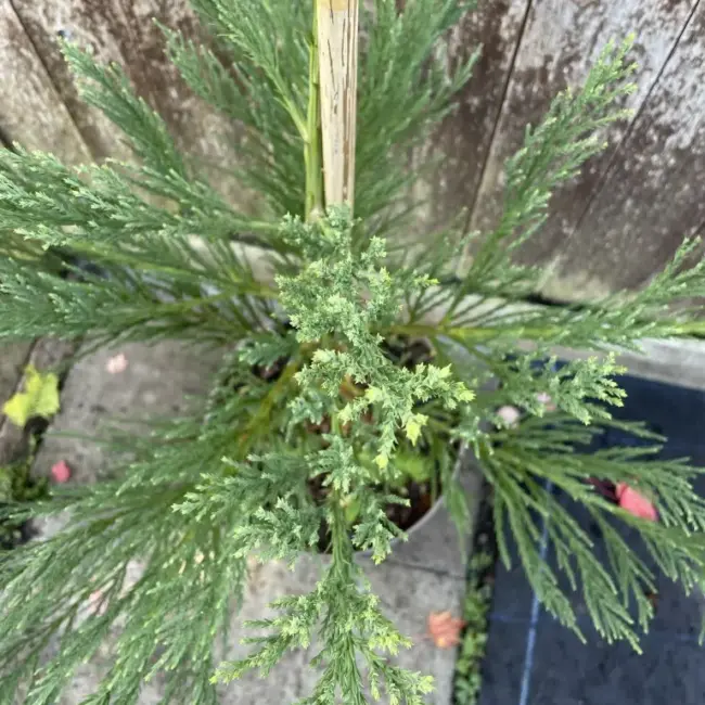 Giant Redwood 100/120cm (10 litre) - Image 2
