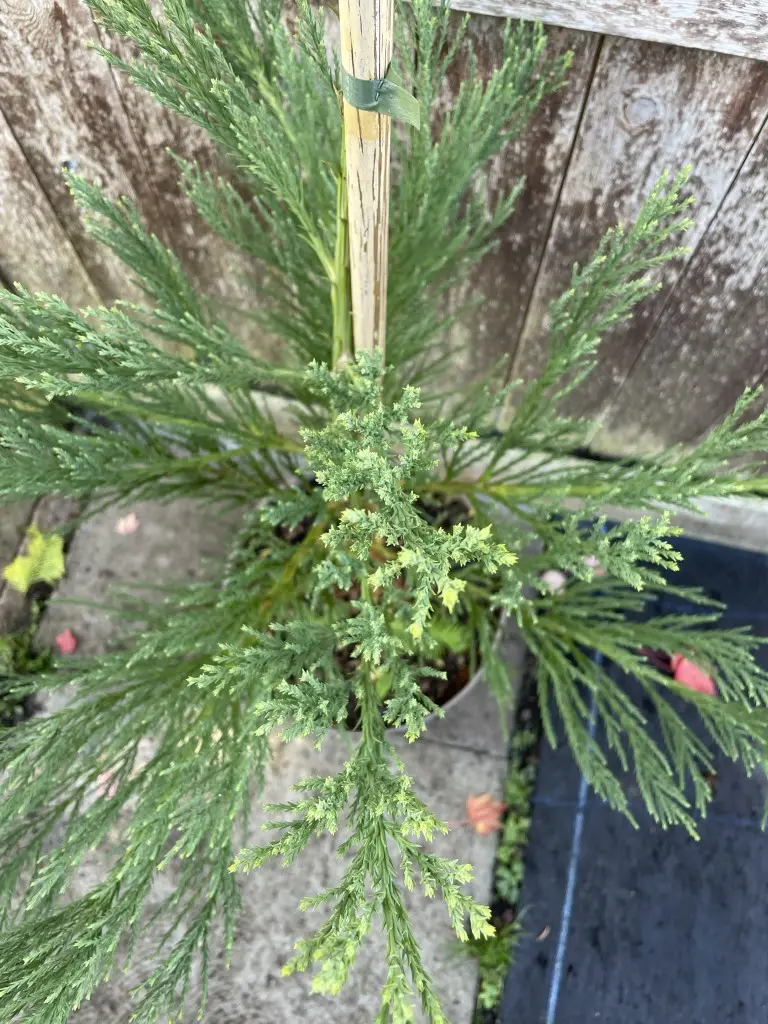 Giant Redwood 80/100cm (10L) - Image 2