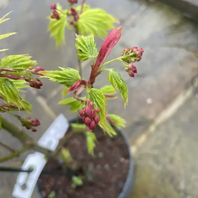 Japanese Golden Full Moon Maple Acer 60/80cm - Image 9