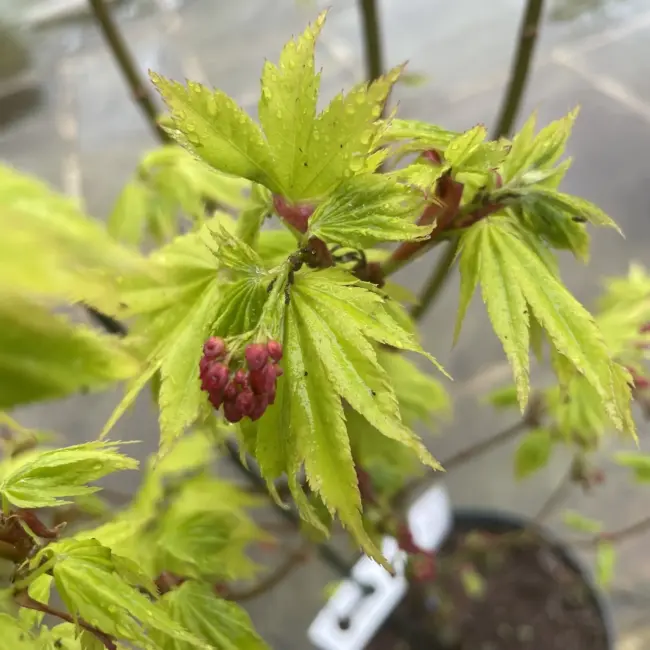 Japanese Golden Full Moon Maple Acer 60/80cm - Image 10