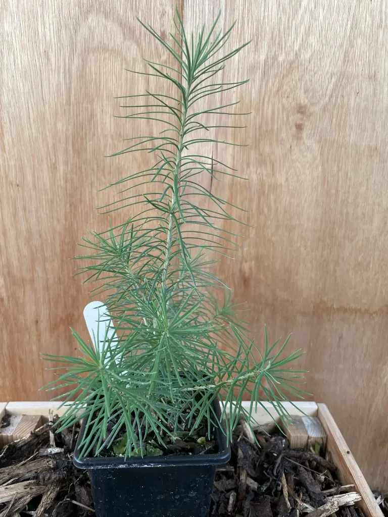 European Larch Bonsai (P9) - Image 2