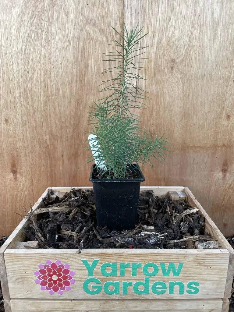 European Larch Bonsai (P9)