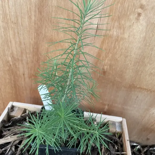 Hybrid Dunkeld Larch 20/40cm (P9)