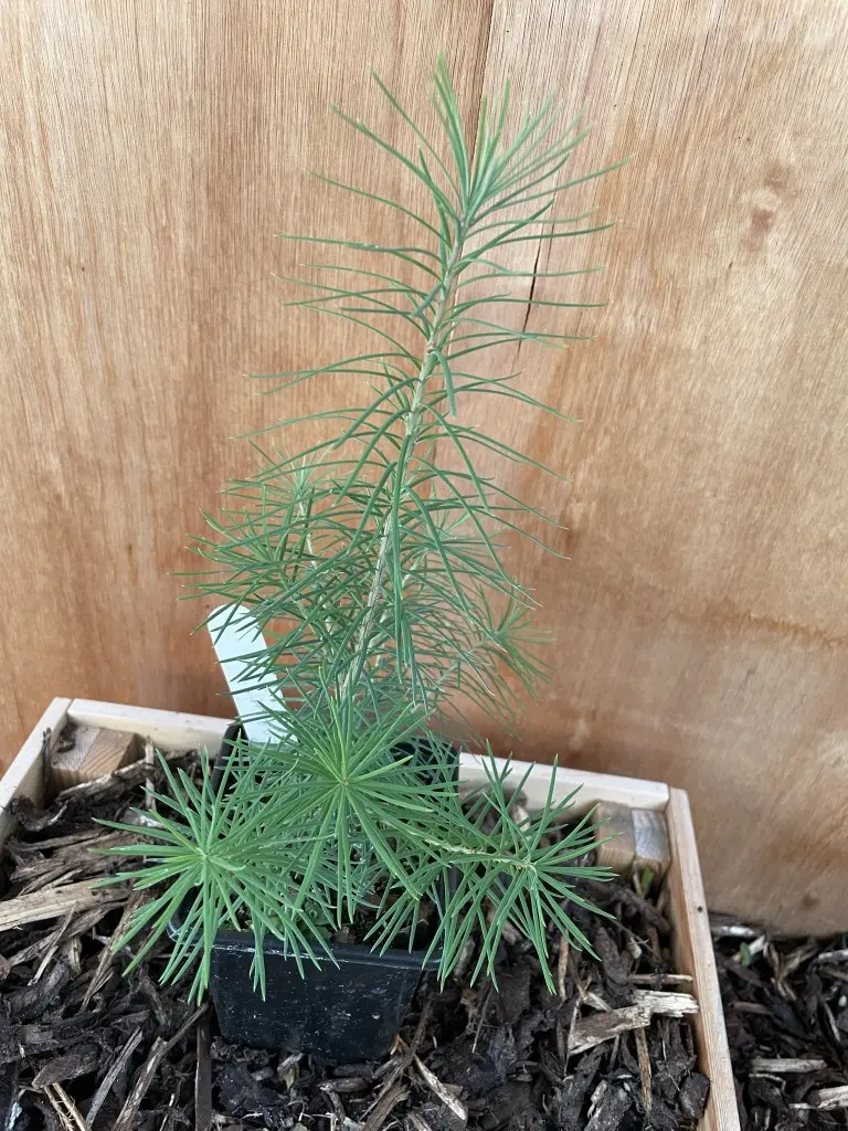 Hybrid Dunkeld Larch 20/40cm (P9)