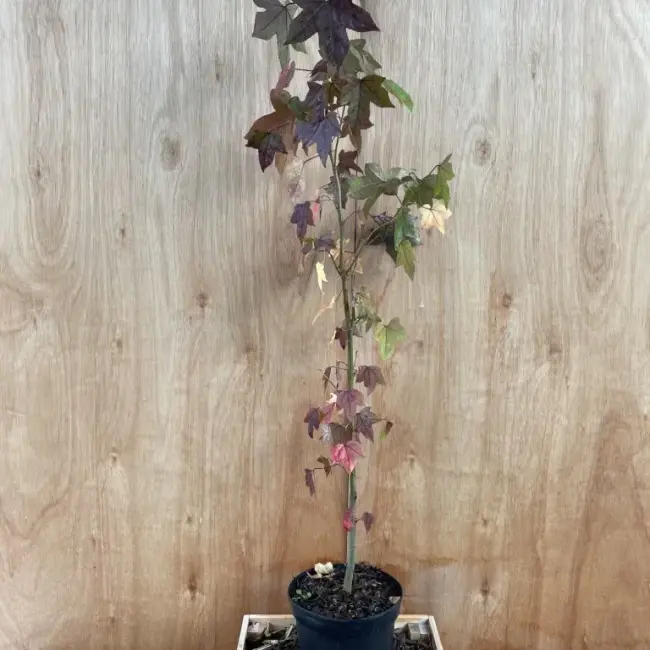 Sweet Gum Tree 40/60cm (2L) - Image 4