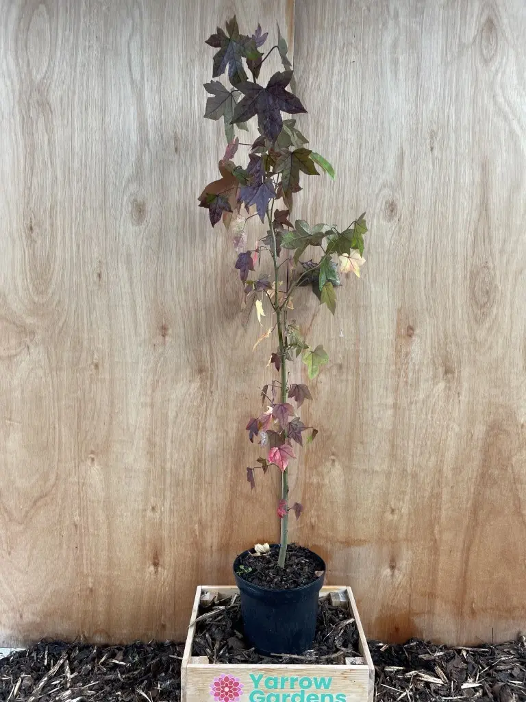 Sweet Gum Tree 40/60cm (2L) - Image 4