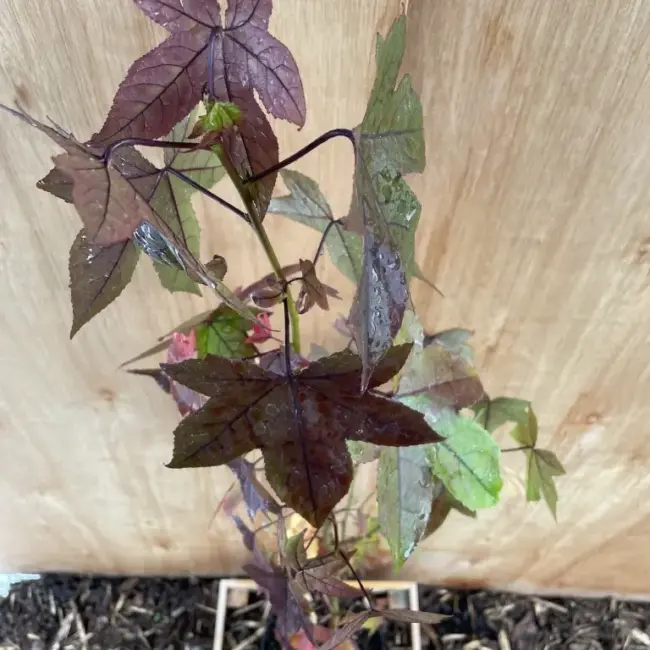 Sweet Gum Tree 60/80cm (2L) - Image 5