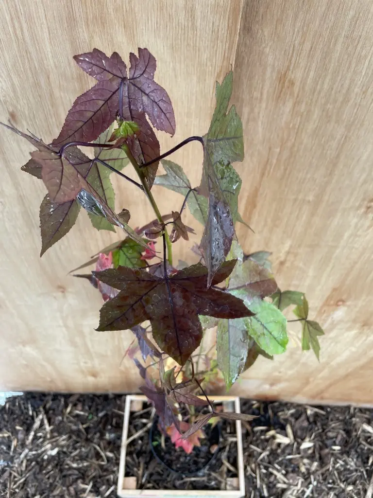 Sweet Gum Tree 40/60cm (2L) - Image 8