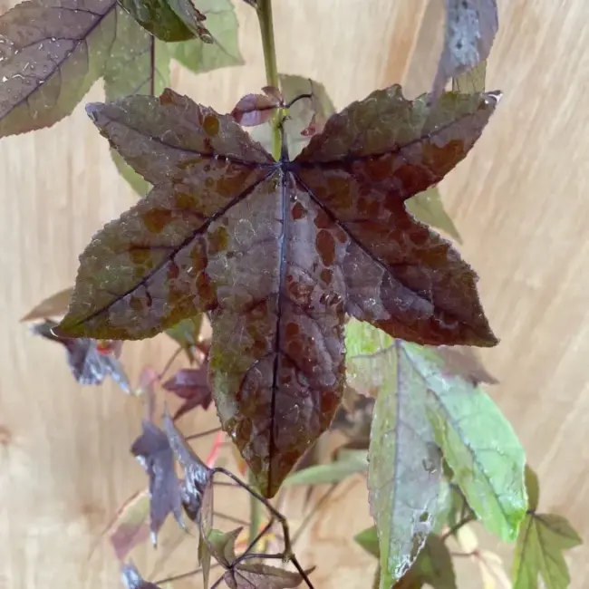 Sweet Gum Tree 60/80cm (2L) - Image 4
