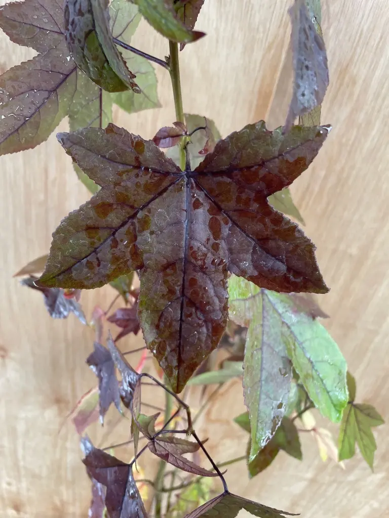 Sweet Gum Tree 40/60cm (2L) - Image 5