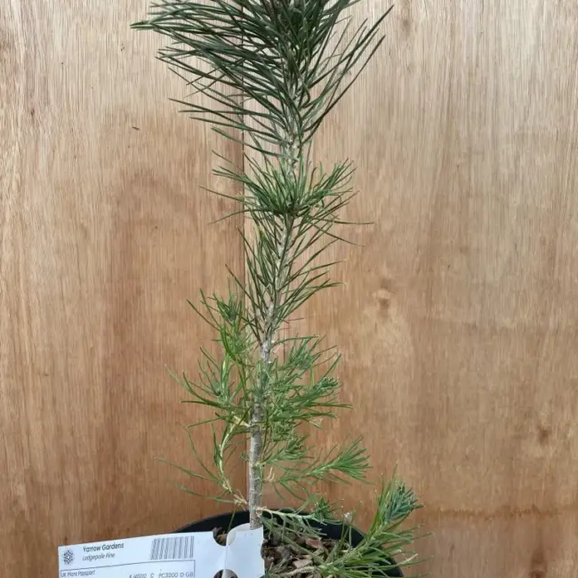 Lodgepole Pine 40/60cm (2L) - Image 2