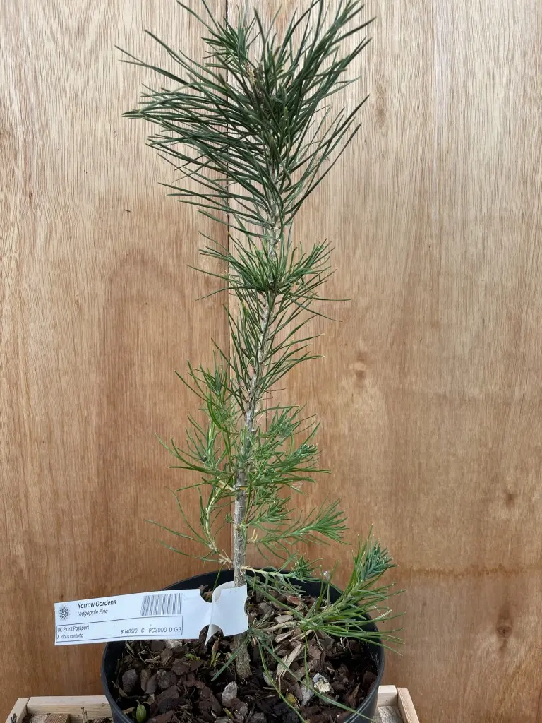Lodgepole Pine 40/60cm (2L) - Image 2