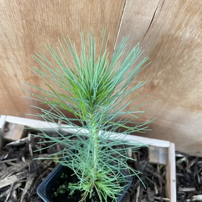 Lodgepole Pine Bonsai (P9) - Image 4