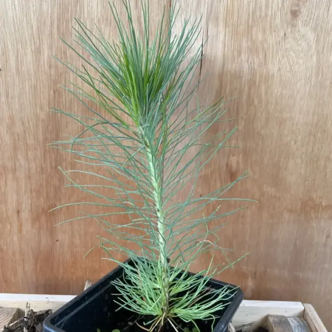Lodgepole Pine Bonsai (P9) - Image 3