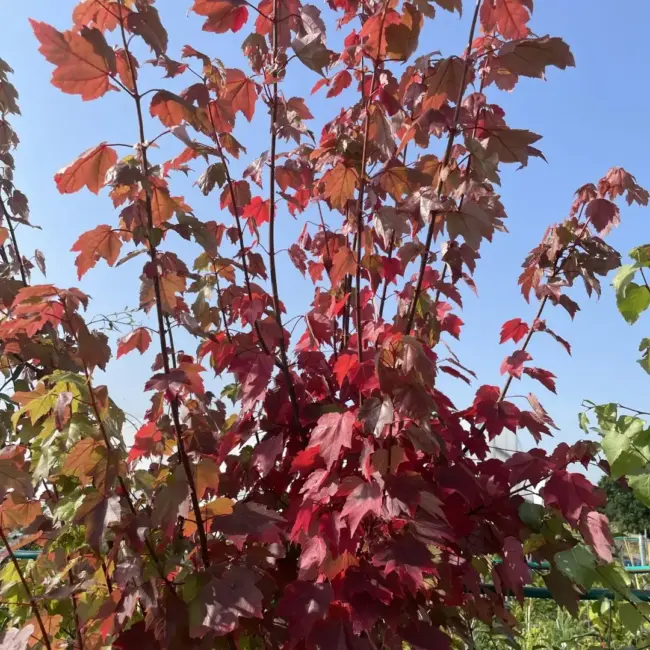 Red Maple Tree 15/30cm (P9) - Image 5