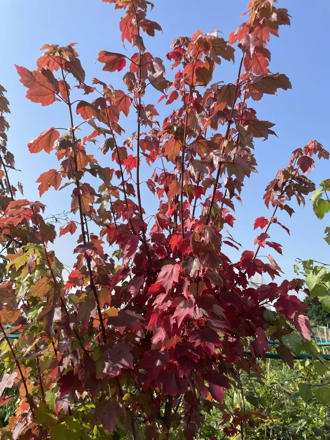 Red Maple Tree 120/140cm (2L) - Image 8