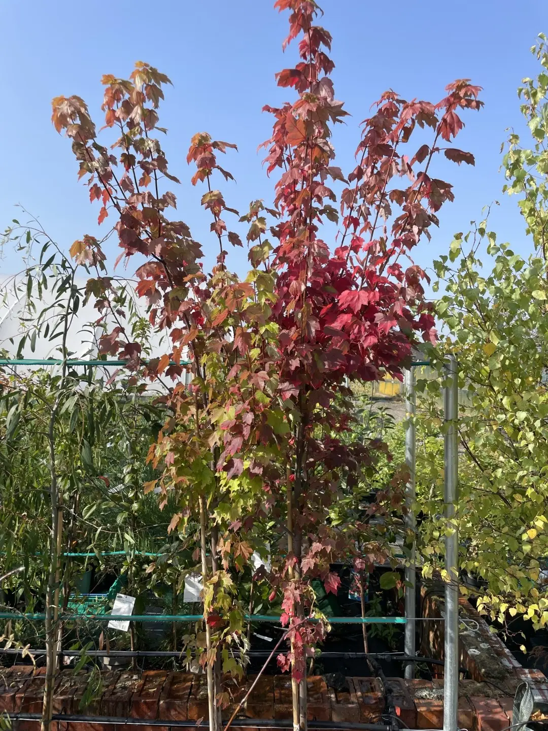 Red Maple Tree 120/140cm (2L) - Image 7