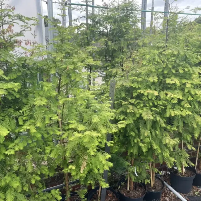 Metasequoia glyptostroboides Dawn Redwood Tree - 100/120cm (5L)