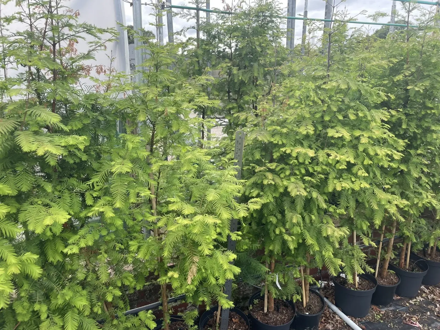 Metasequoia glyptostroboides Dawn Redwood Tree - 100/120cm (5L)