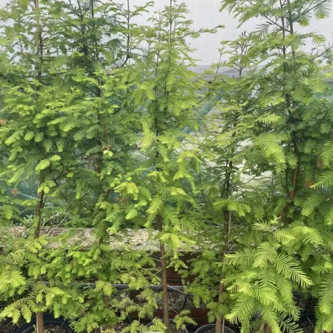 Metasequoia glyptostroboides Dawn Redwood Tree - 100/120cm (5L)