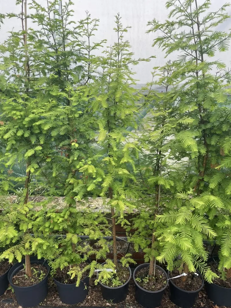 Metasequoia glyptostroboides Dawn Redwood Tree - 100/120cm (5L)