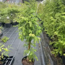Metasequoia glyptostroboides Dawn Redwood Tree - 100/120cm (5L)