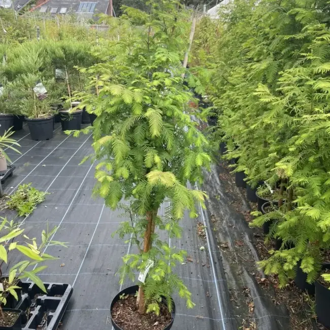 Metasequoia glyptostroboides Dawn Redwood Tree - 100/120cm (5L)