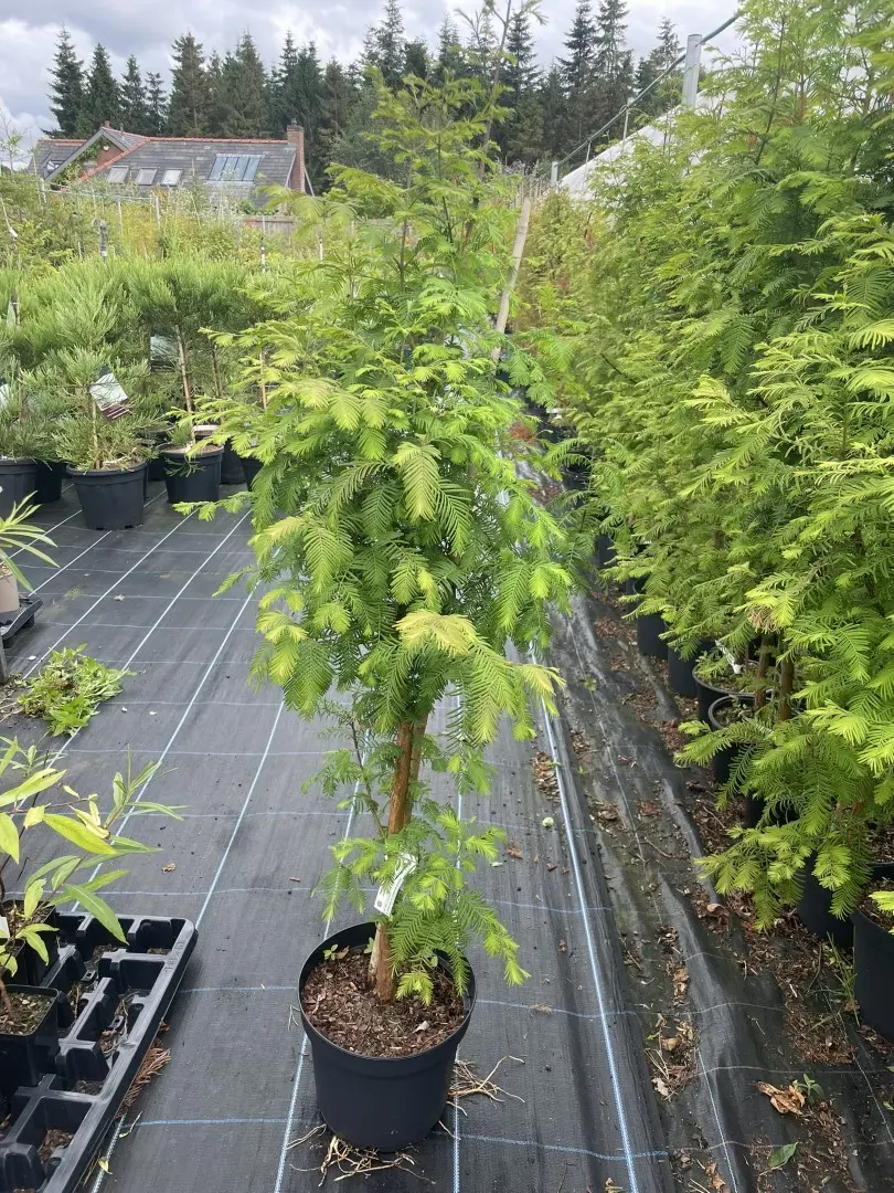 Metasequoia glyptostroboides Dawn Redwood Tree - 100/120cm (5L)
