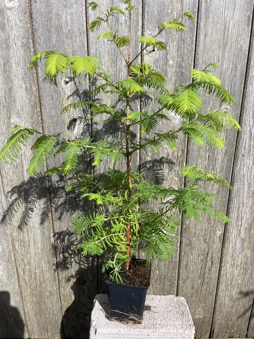 Metasequoia glyptostroboides - Dawn Redwood