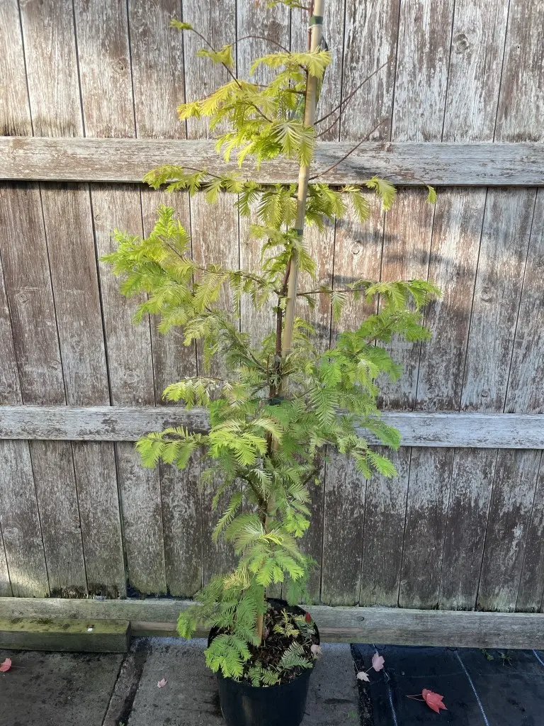 Dawn Redwood 'Golden Oji' 200cm (10L) - Image 5