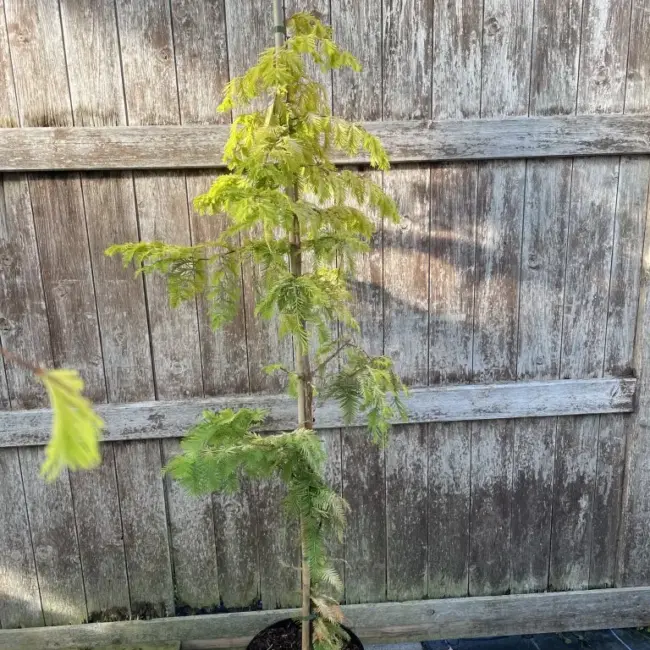 Dawn Redwood 'Golden Oji' 200cm (25L)