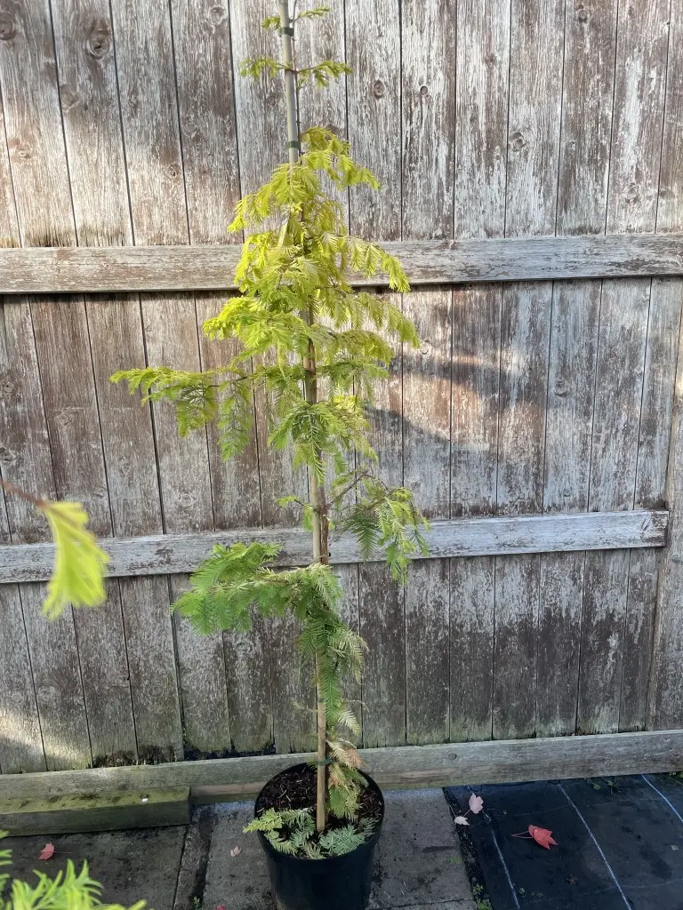 Dawn Redwood 'Golden Oji' 200cm (10L)