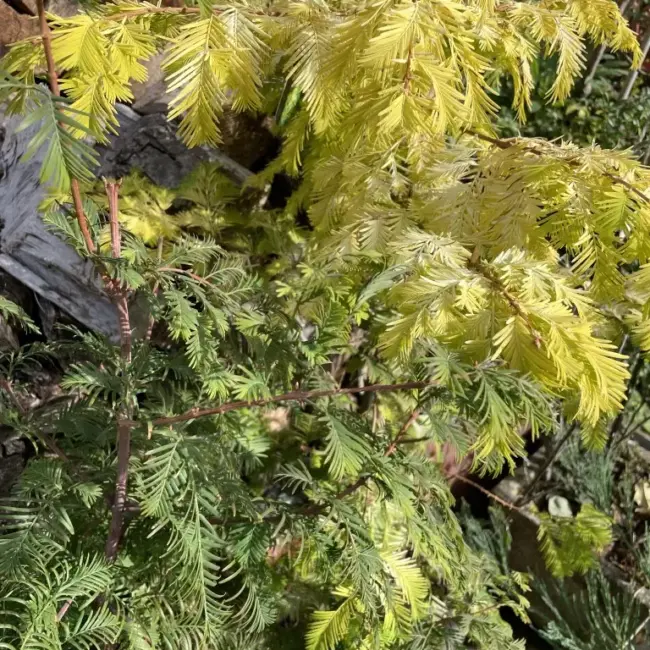 Dawn Redwood 'Golden Oji' 200cm (25L) - Image 4