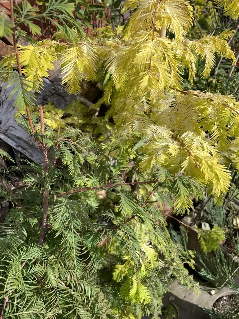 Dawn Redwood 'Golden Oji' 200cm (10L) - Image 4