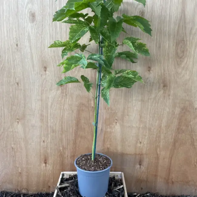 Negundo / Ash Leaf / Boxelder Maple Tree 60/80cm (2L)