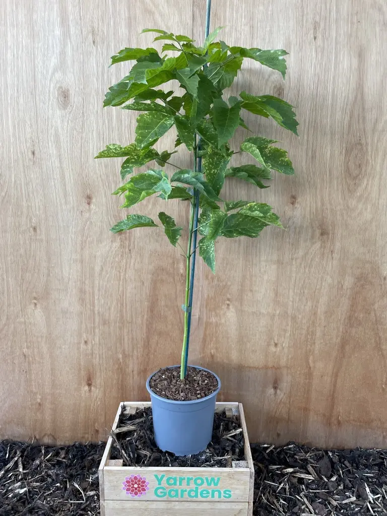 Negundo / Ash Leaf / Boxelder Maple Tree 40/60cm (2L)