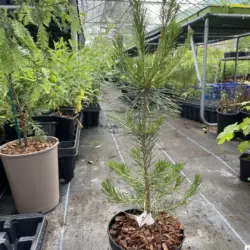 Lodgepole Pine 40/60cm (2L)