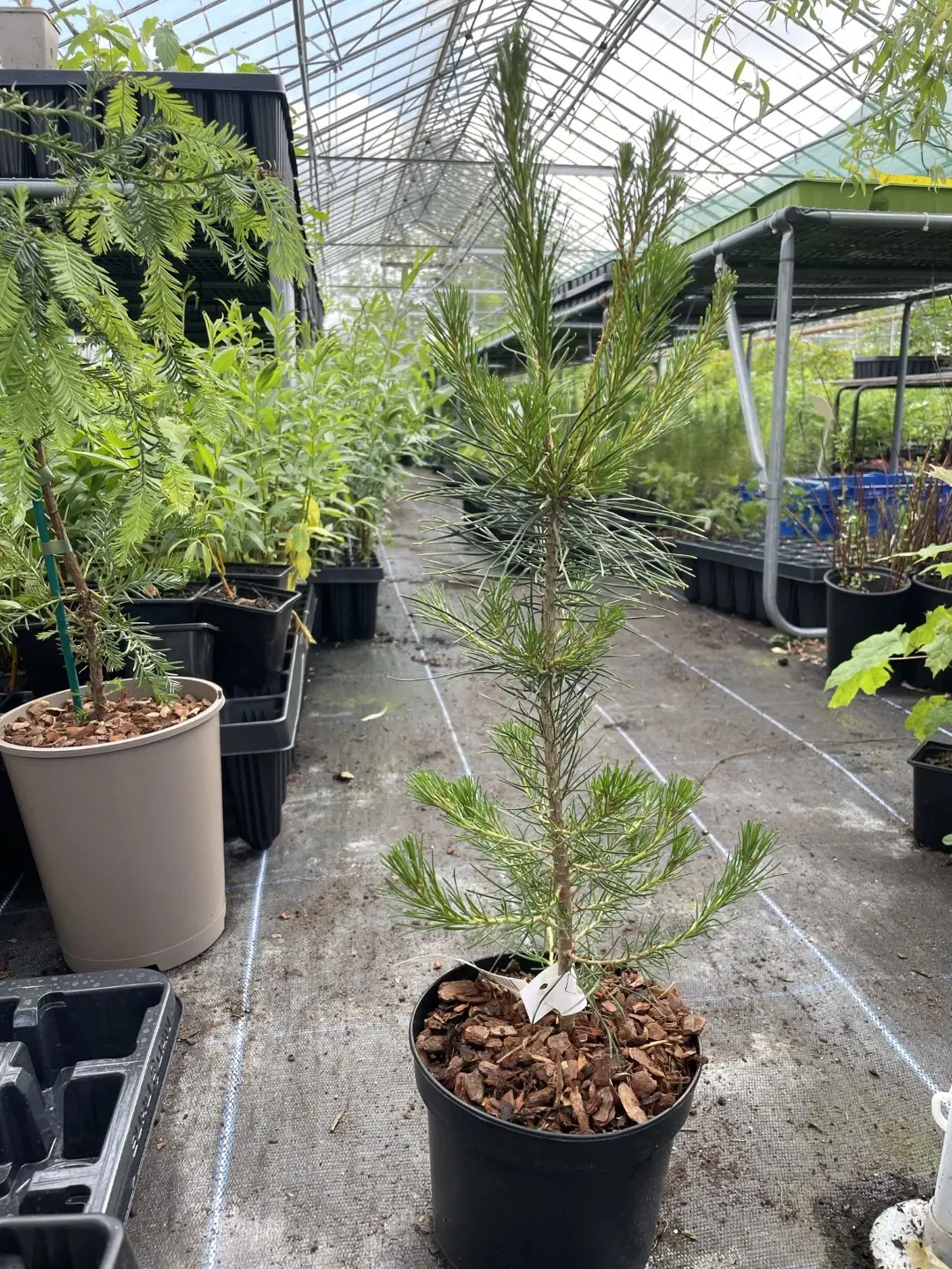 Lodgepole Pine 40/60cm (2L)