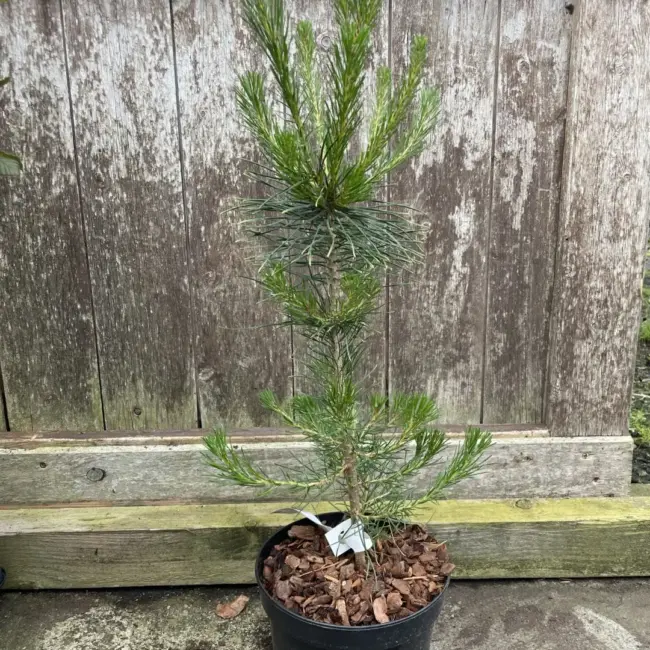 Lodgepole Pine 40/60cm (2L) - Image 3