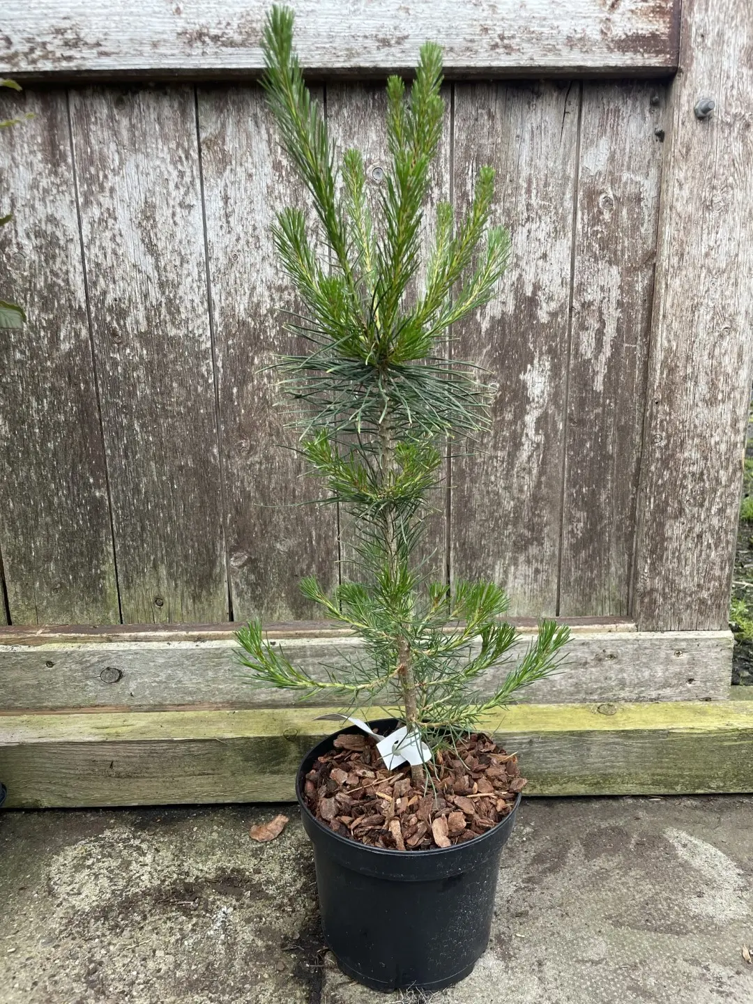 Lodgepole Pine 40/60cm (2L) - Image 3