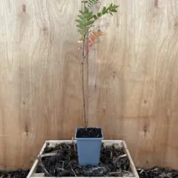Rowan / Mountain Ash Tree 40/60cm (P9)
