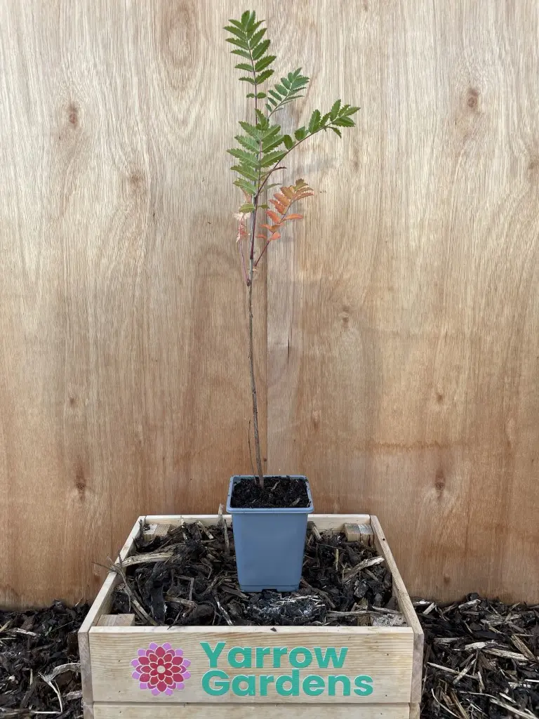 Rowan / Mountain Ash Tree 60/80cm (P9)