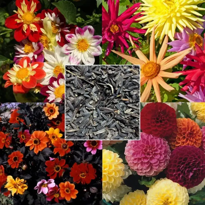 Dahlia Seeds - YG's Mixed Collection