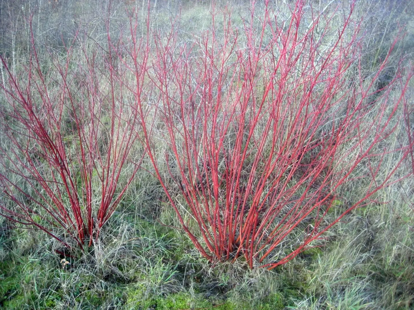 Cornus alba - Siberian dogwood