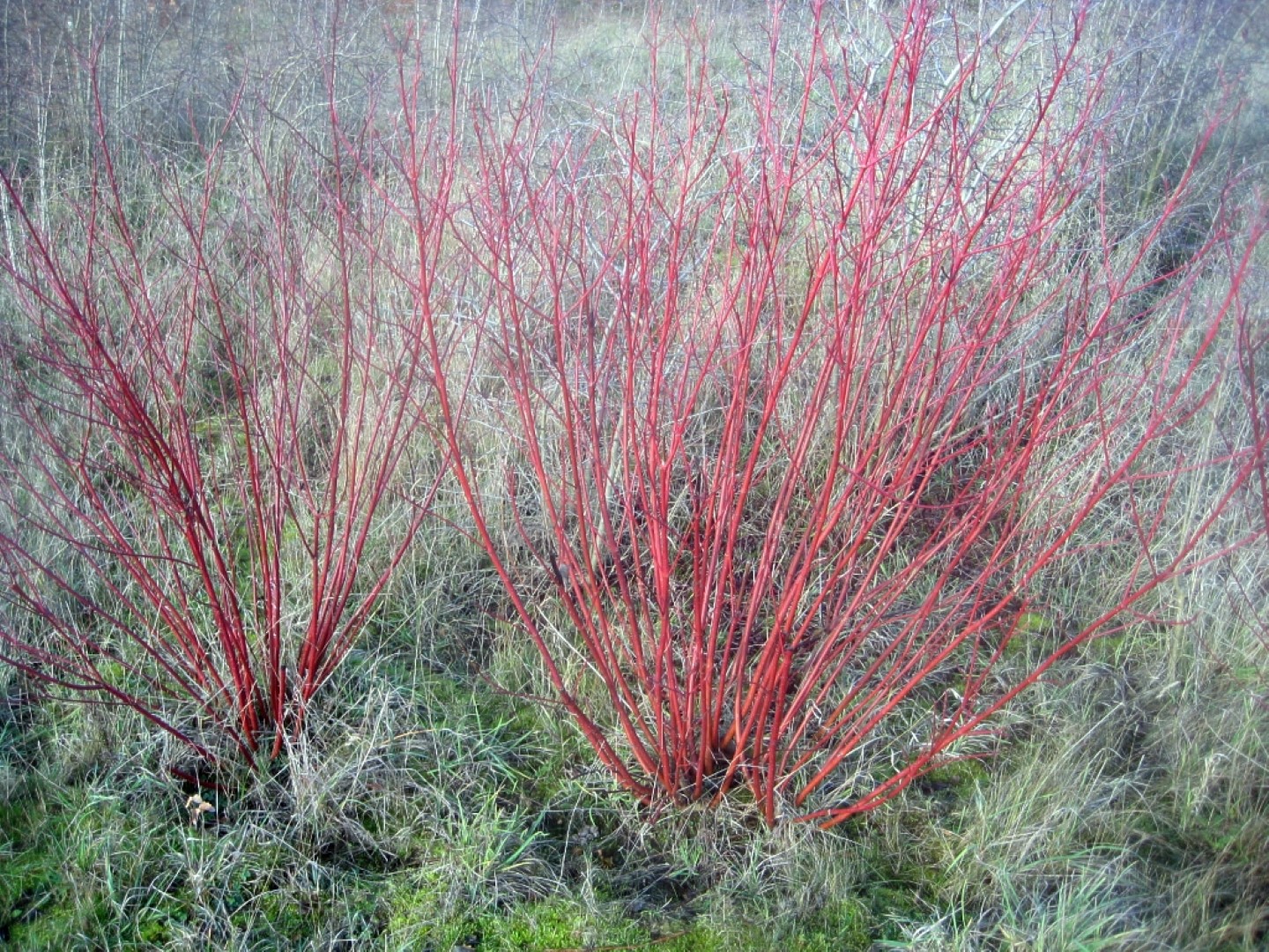 Cornus alba - Siberian dogwood
