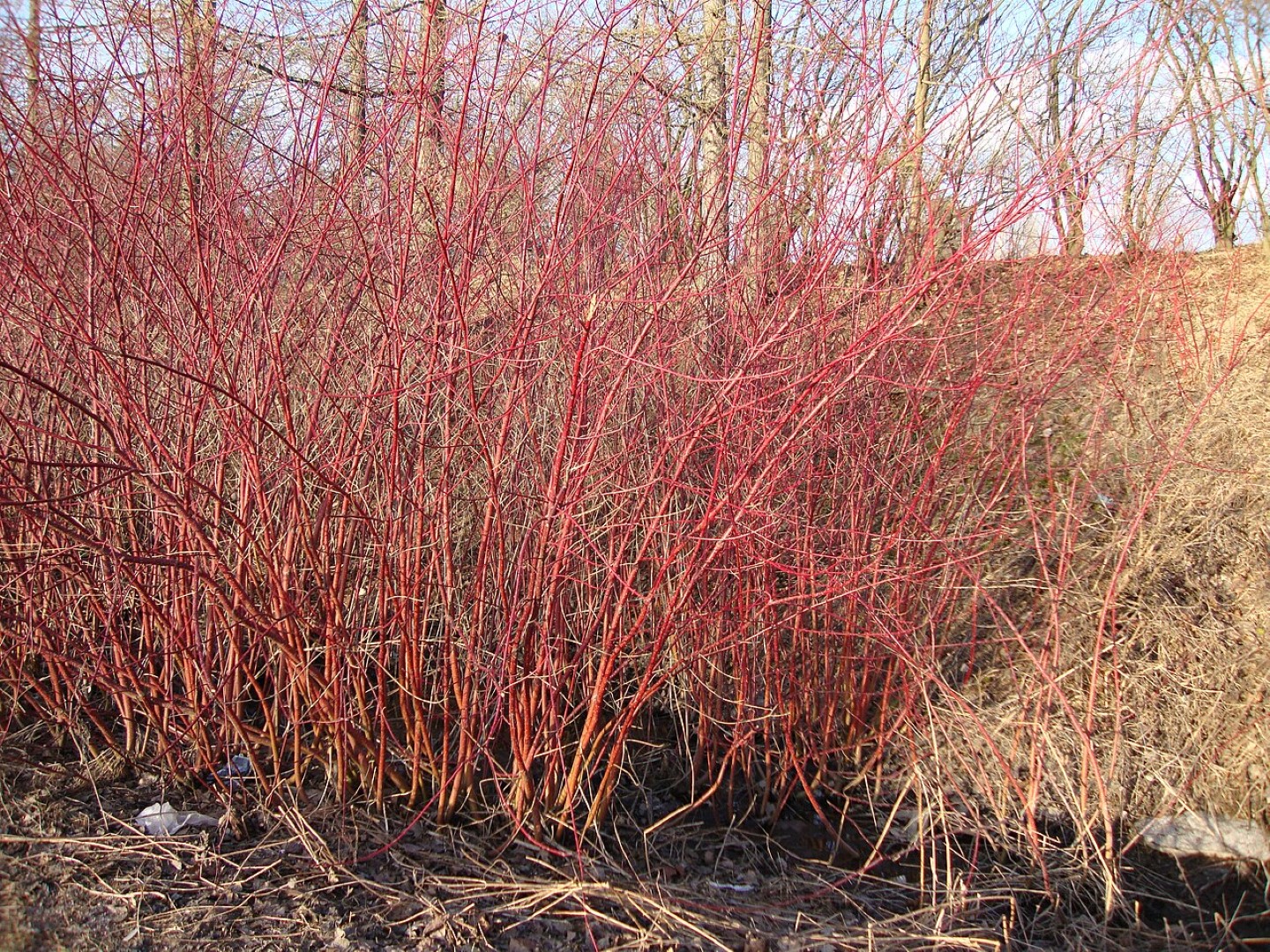Cornus alba - Siberian dogwood