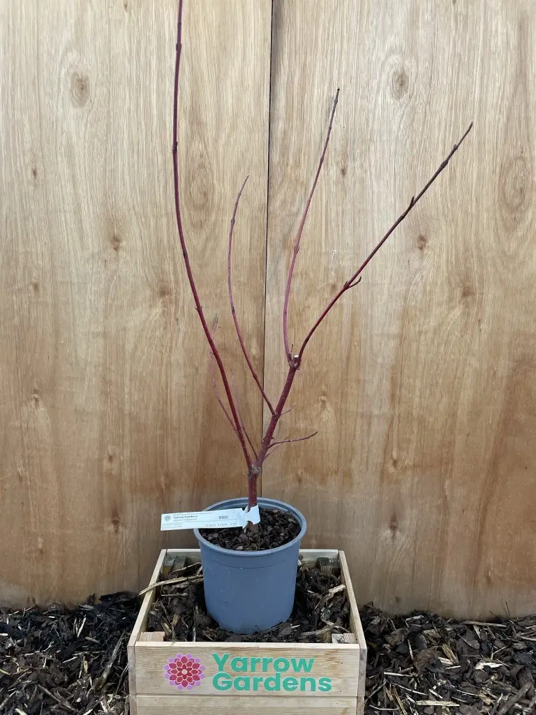 Siberian dogwood (2L)