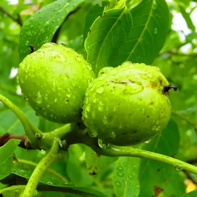 English Walnut Tree - 20/40cm (Bare Root) - Image 2