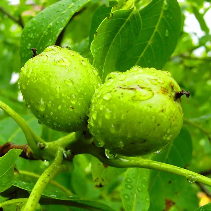 English Walnut Tree - 20/40cm (Bare Root) - Image 2