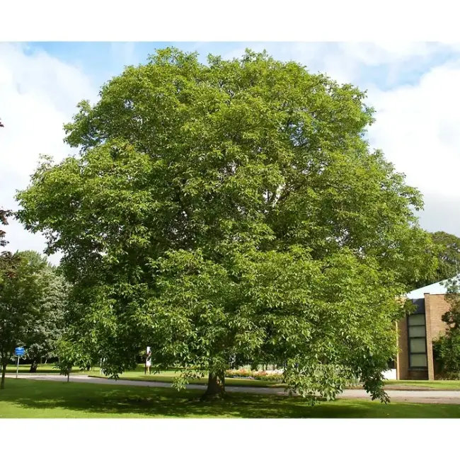 English Walnut Tree - 20/40cm (Bare Root) - Image 3